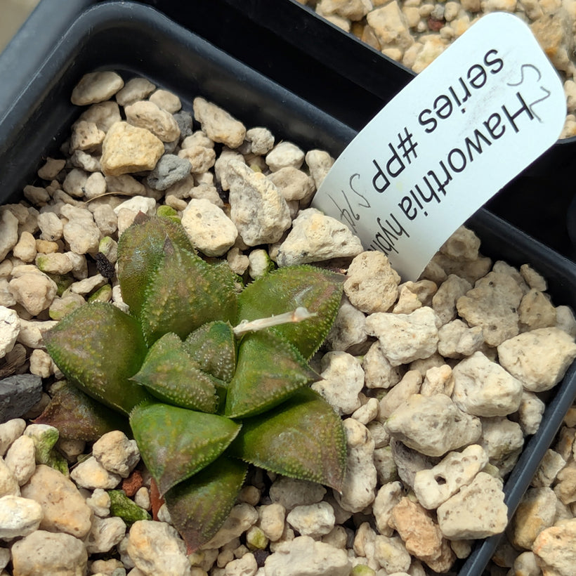 Haworthia PP574 hybrid series #52