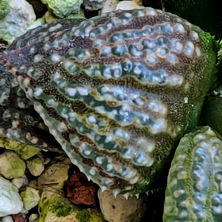 Haworthia 