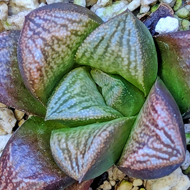 Haworthia PP639 hybrid series #52
