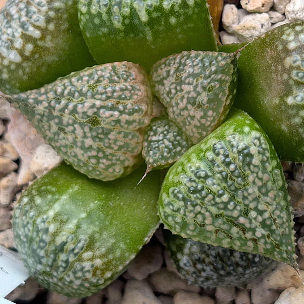 Haworthia "TetraTreasures" PP632 hybrid series #52