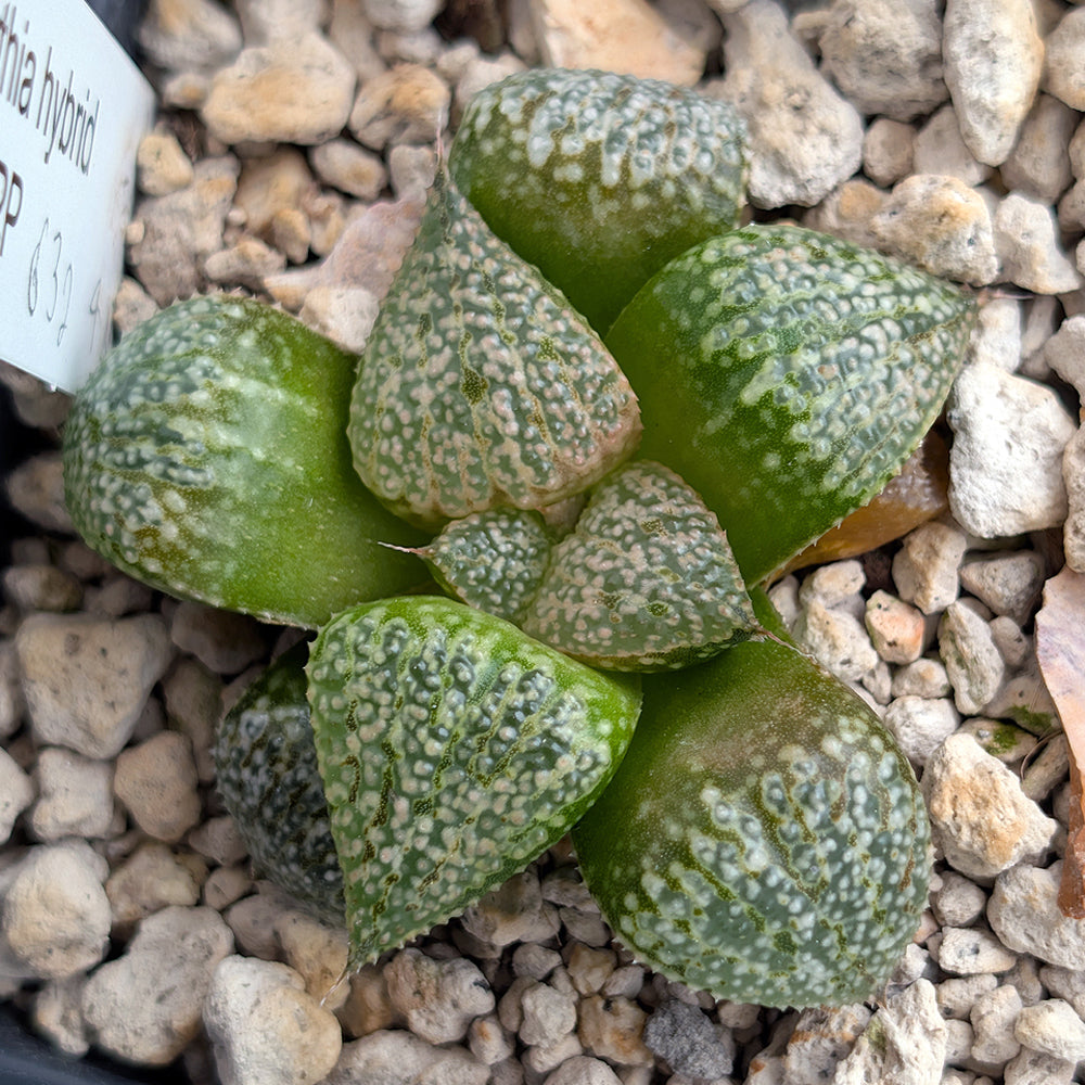 Haworthia "TetraTreasures" PP632 hybrid series #52