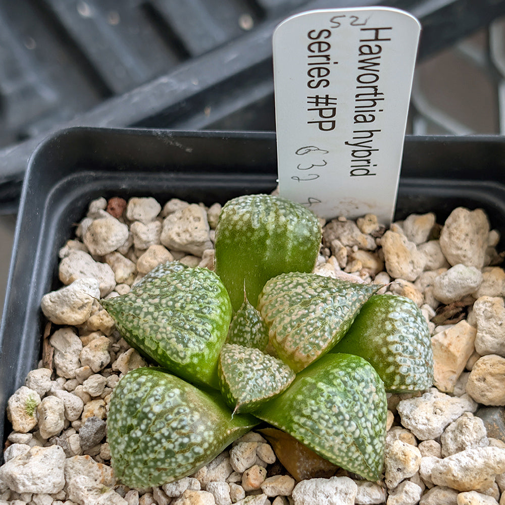 Haworthia "TetraTreasures" PP632 hybrid series #52