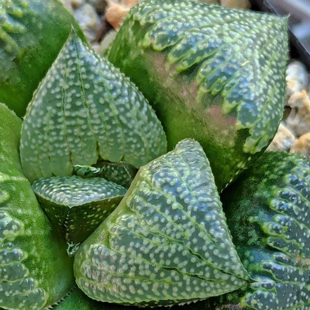 Haworthia  hybrid series PP649 #53