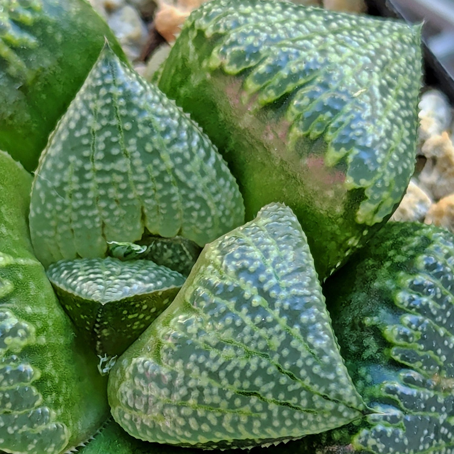 Haworthia  hybrid series PP649 #53