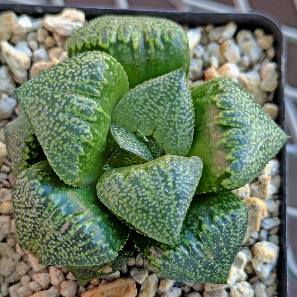 Haworthia  hybrid series PP649 #53