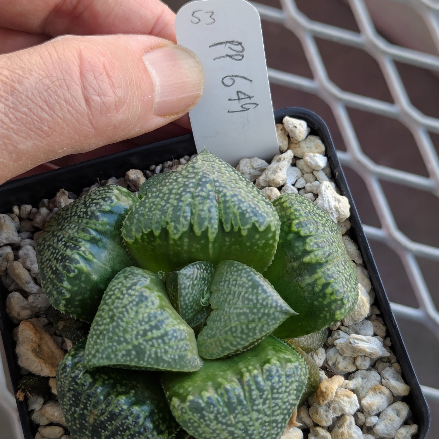 Haworthia  hybrid series PP649 #53