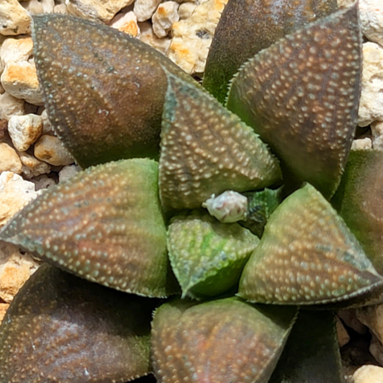Haworthia PP576 hybrid series  #53