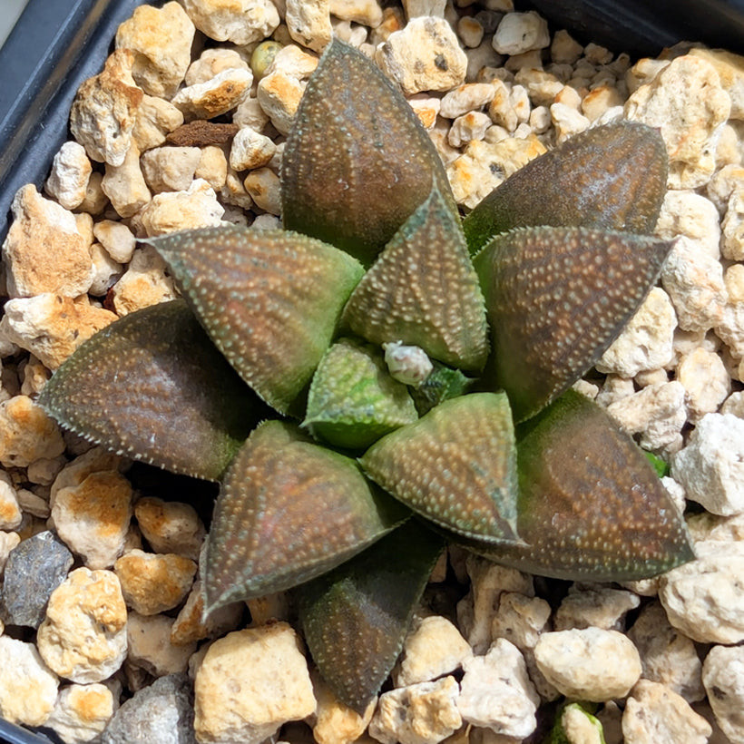 Haworthia PP576 hybrid series  #53