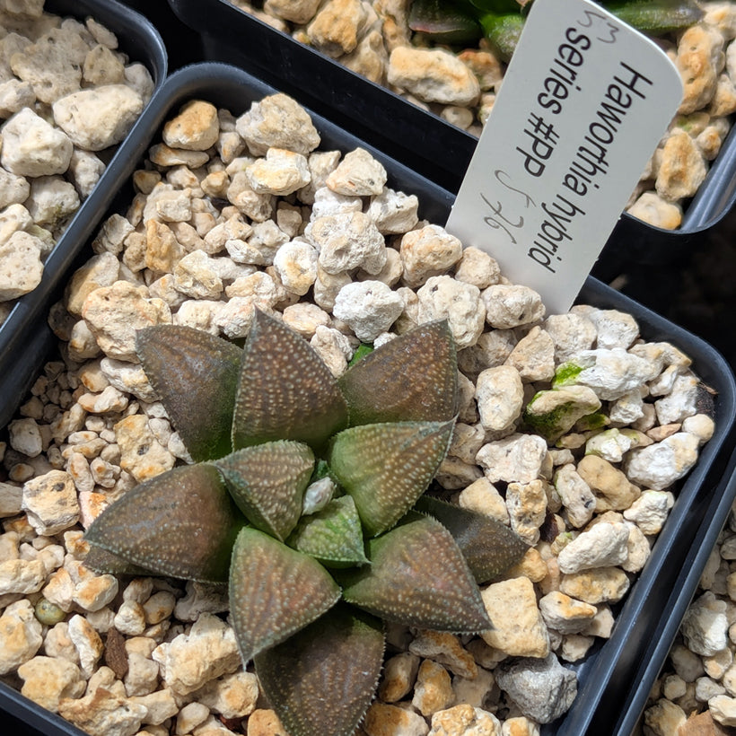 Haworthia PP576 hybrid series  #53