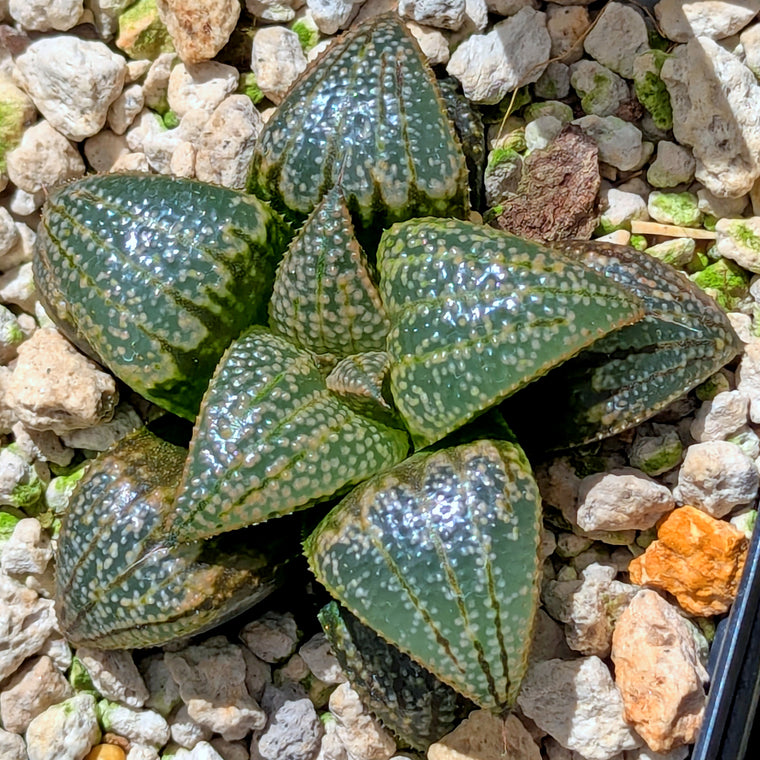 Haworthia 