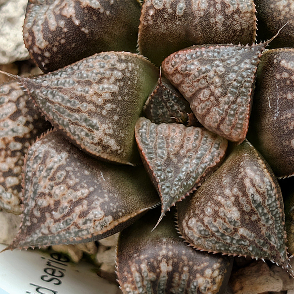Haworthia PP331 hybrid series #53