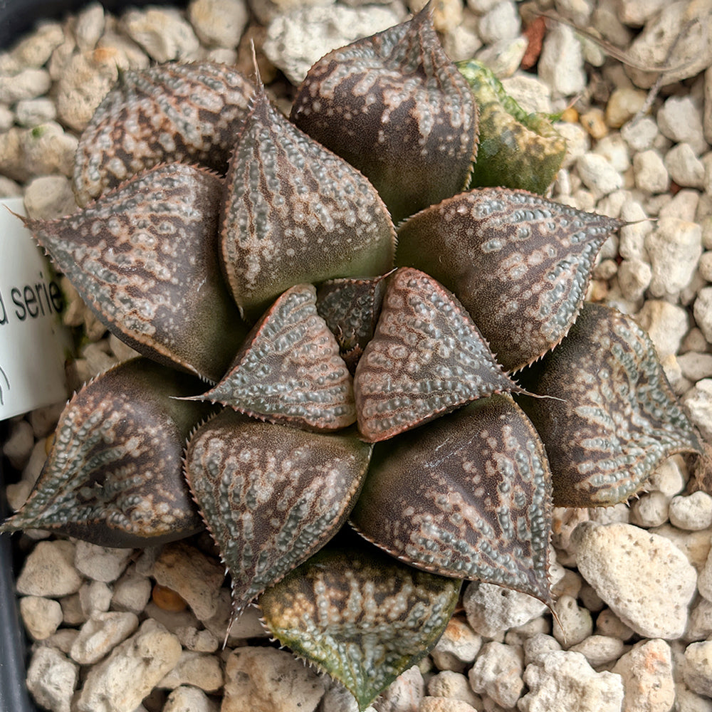 Haworthia PP331 hybrid series #53