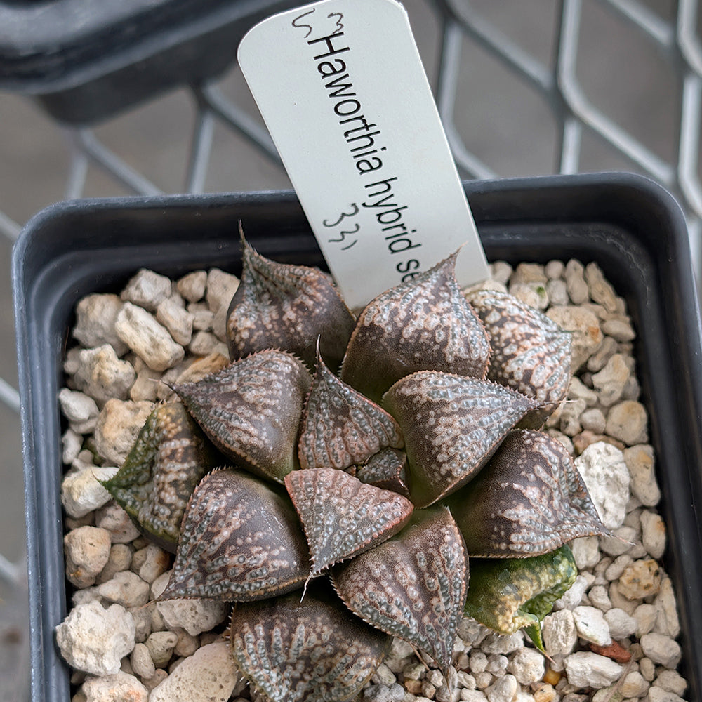 Haworthia PP331 hybrid series #53