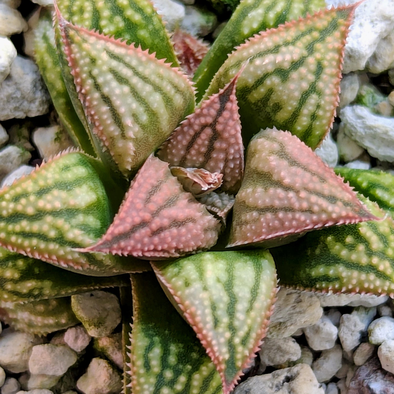 Haworthia PP613 hybrid series #54