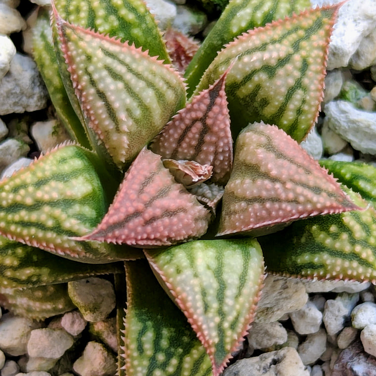 Haworthia PP613 hybrid series #54