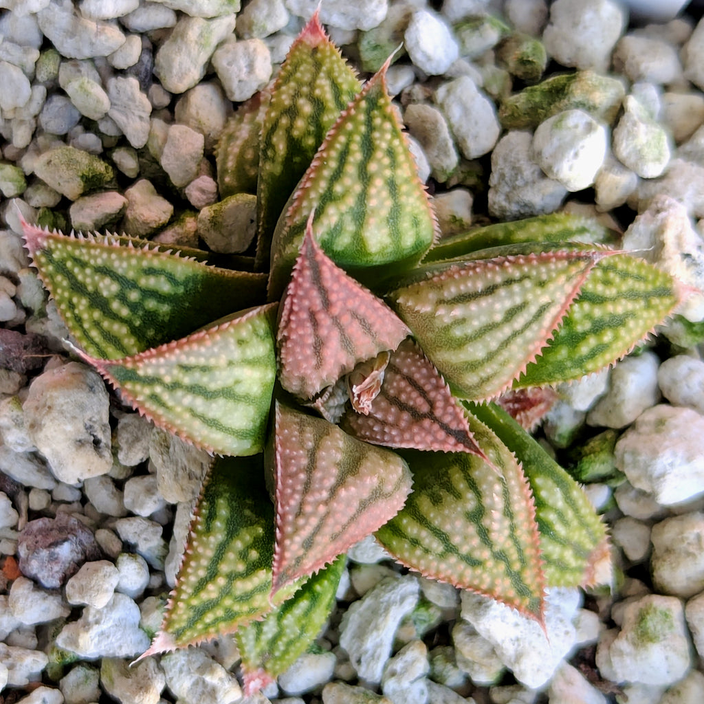 Haworthia PP613 hybrid series #54
