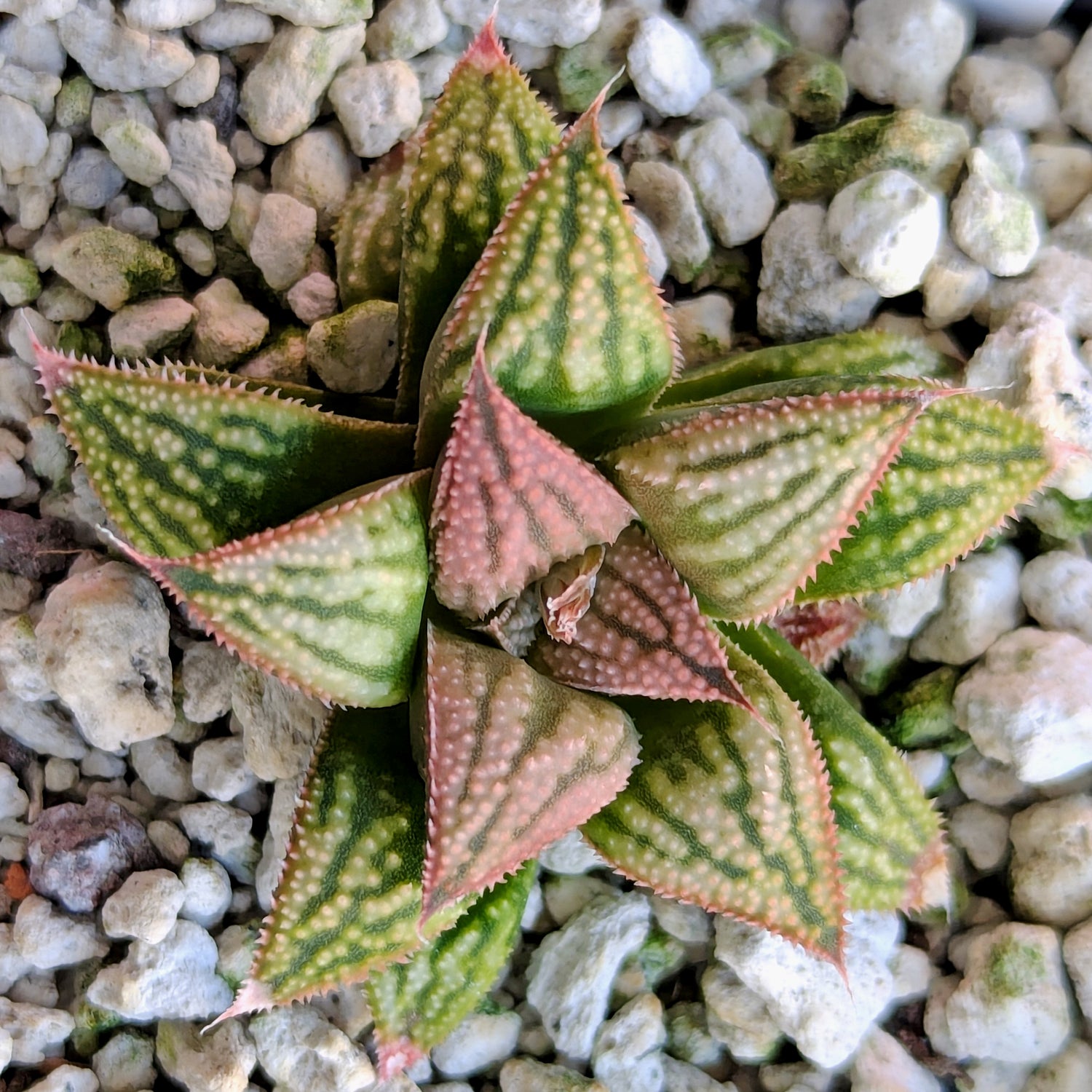 Haworthia PP613 hybrid series #54