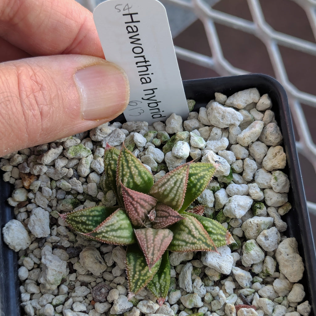 Haworthia PP613 hybrid series #54