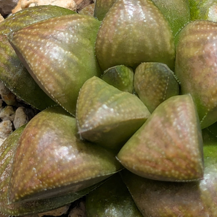 Haworthia PP576 hybrid series  #54