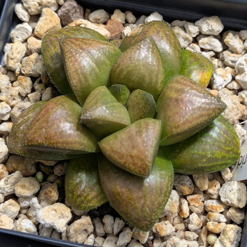 Haworthia PP576 hybrid series  #54