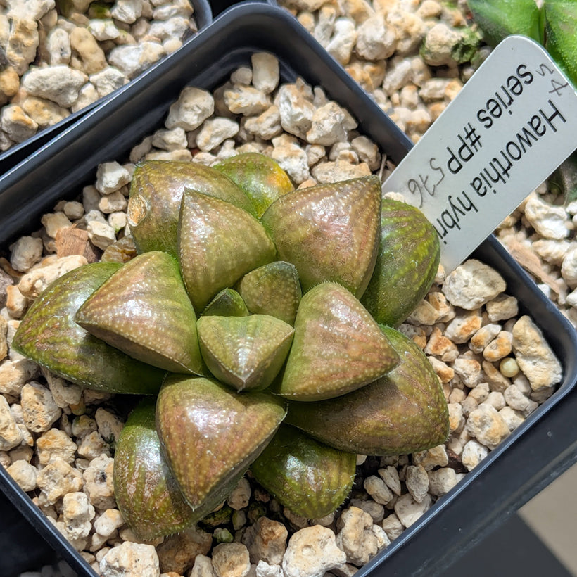 Haworthia PP576 hybrid series  #54