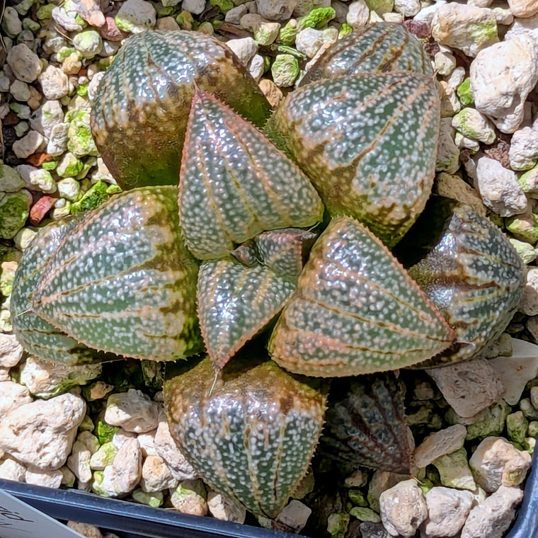 Haworthia 