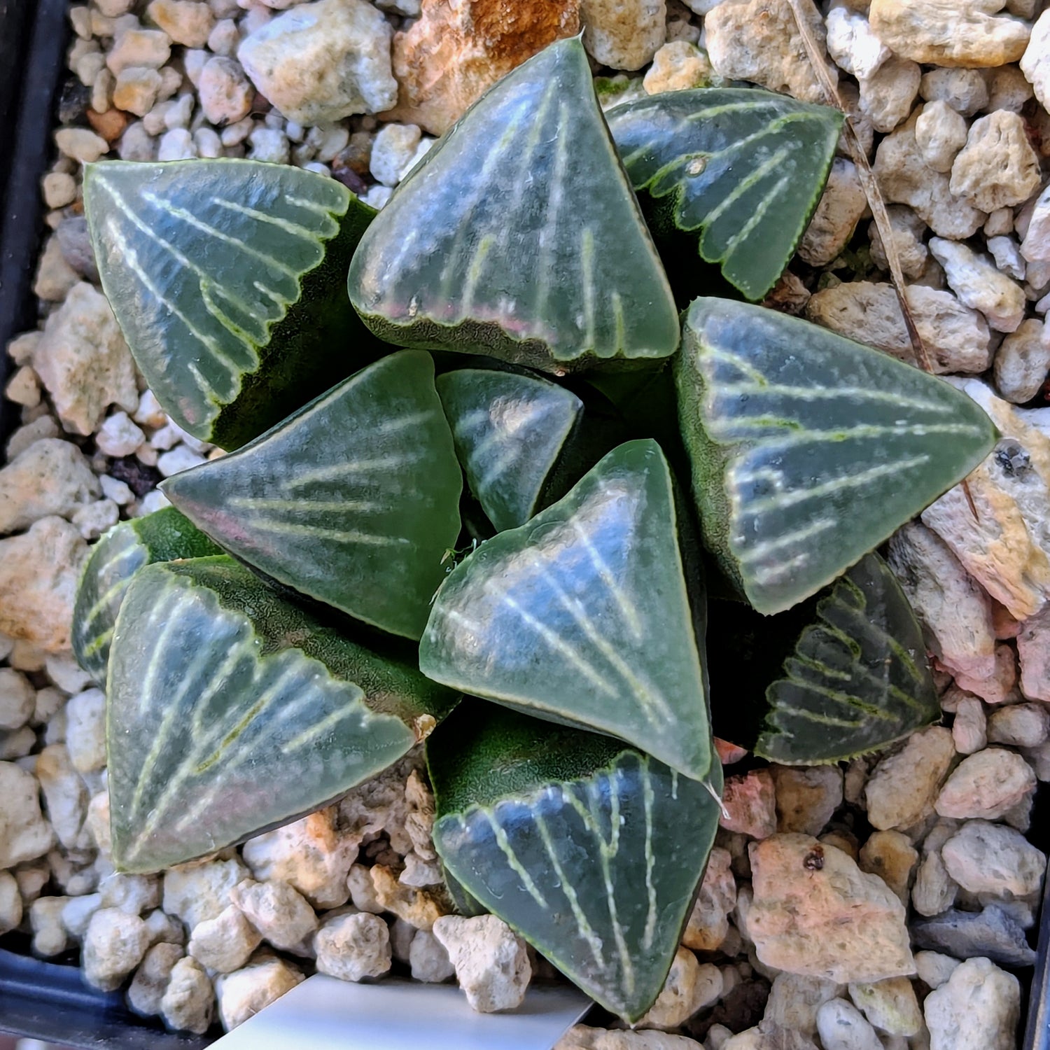 Haworthia PP643 White Widow hybrid series #55