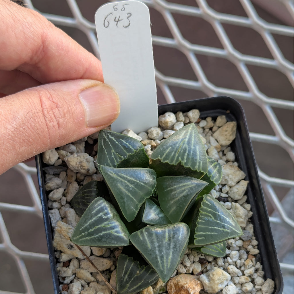 Haworthia PP643 White Widow hybrid series #55