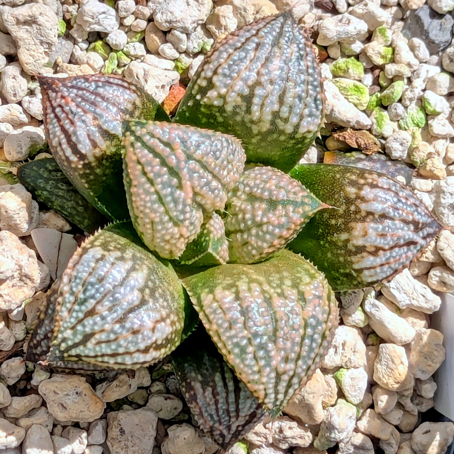 Haworthia "TetraTreasures" PP628 hybrid series #55