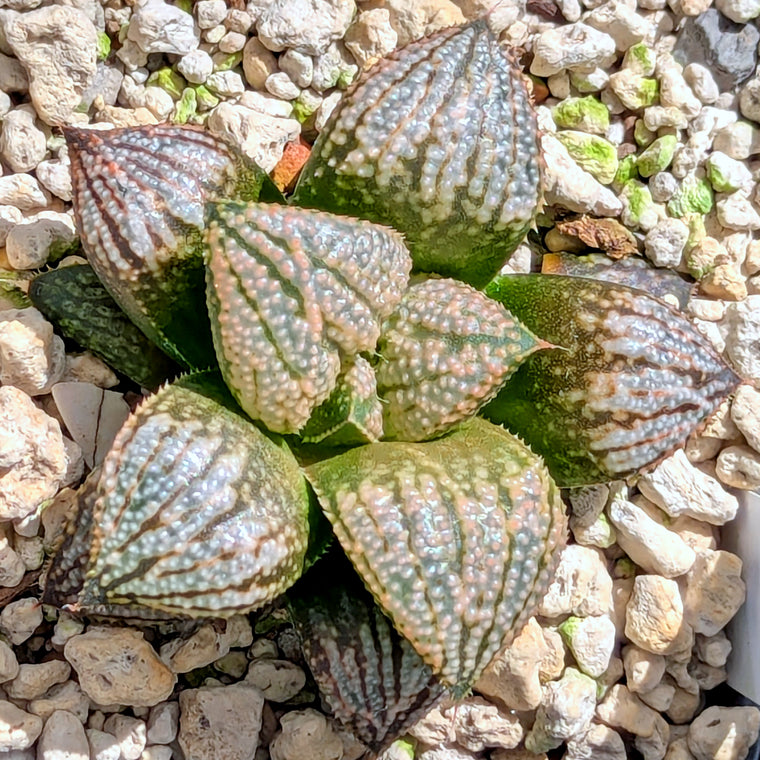 Haworthia 