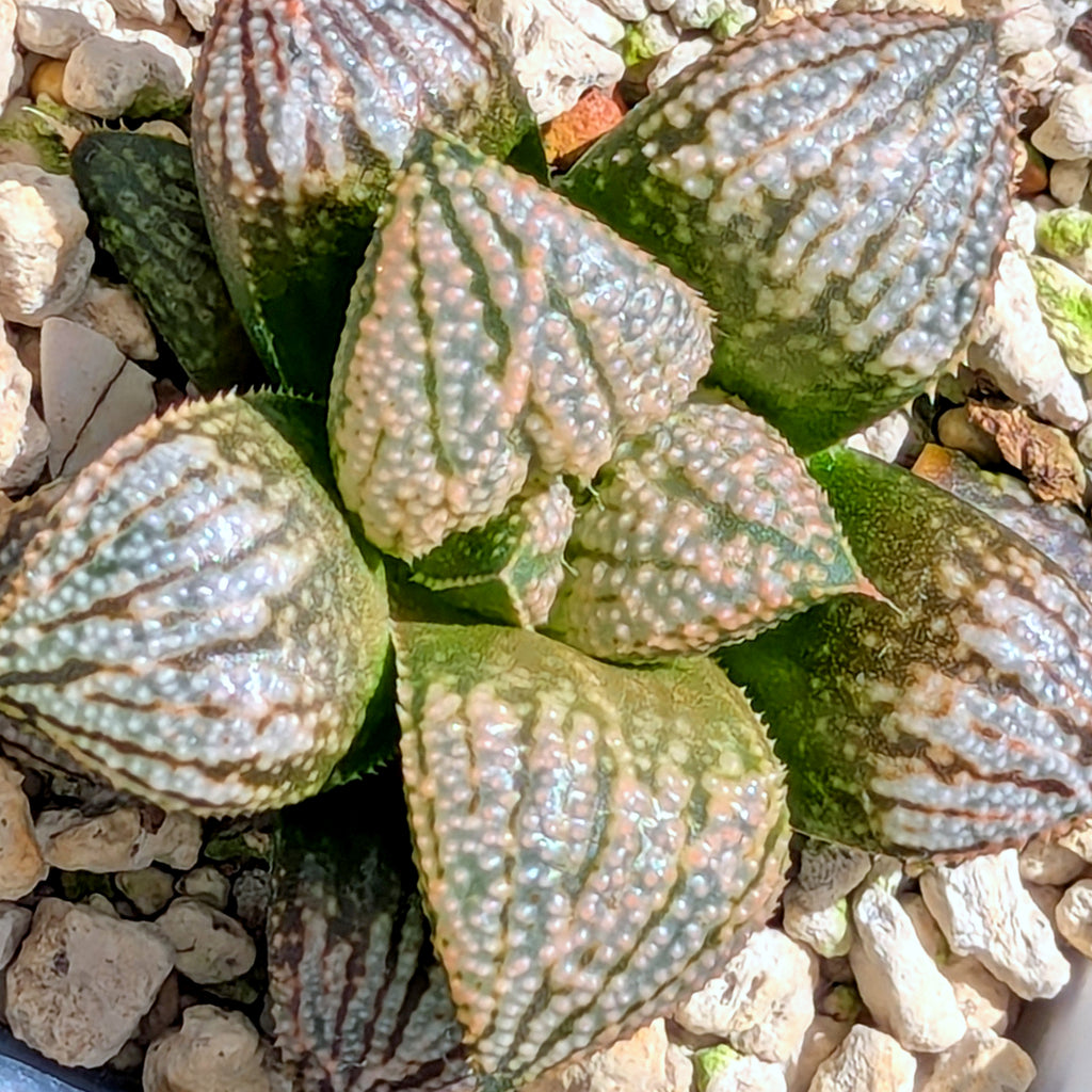 Haworthia "TetraTreasures" PP628 hybrid series #55
