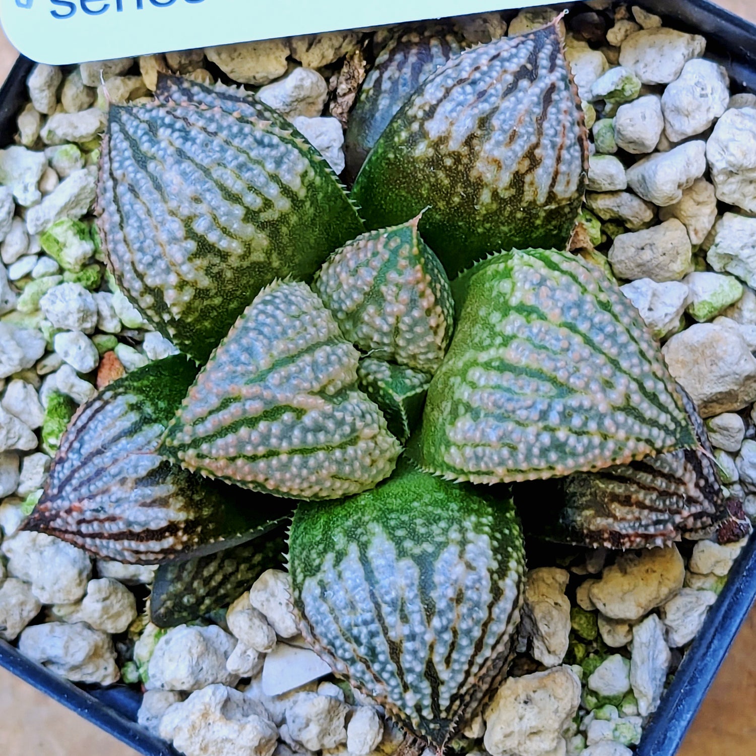 Haworthia "TetraTreasures" PP628 hybrid series #55