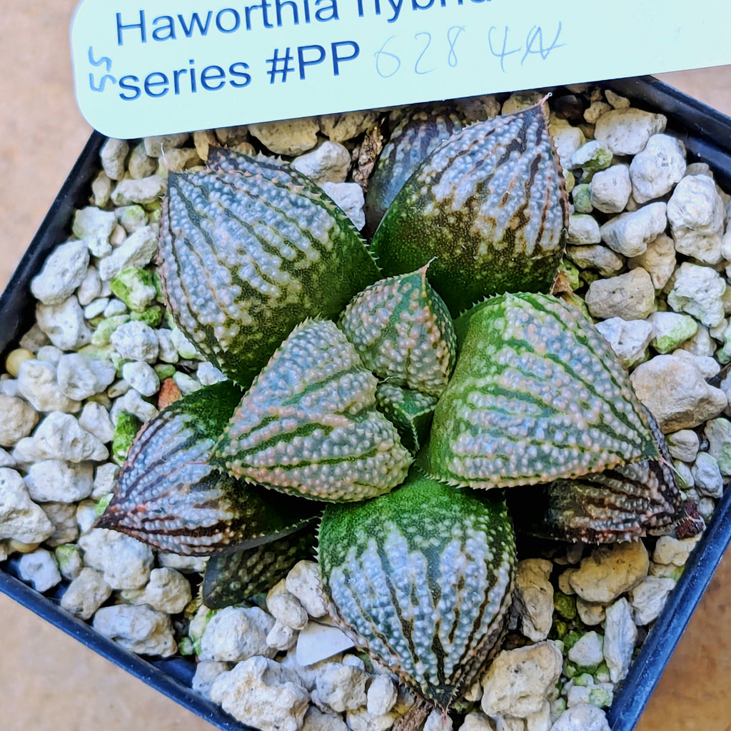 Haworthia "TetraTreasures" PP628 hybrid series #55