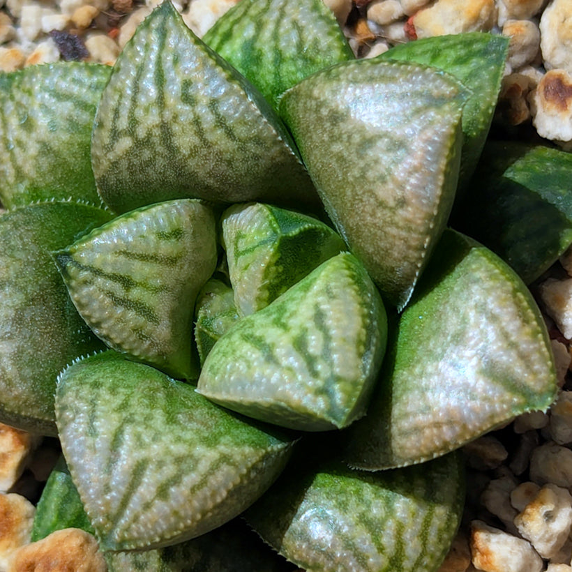 Haworthia PP639 hybrid series #55