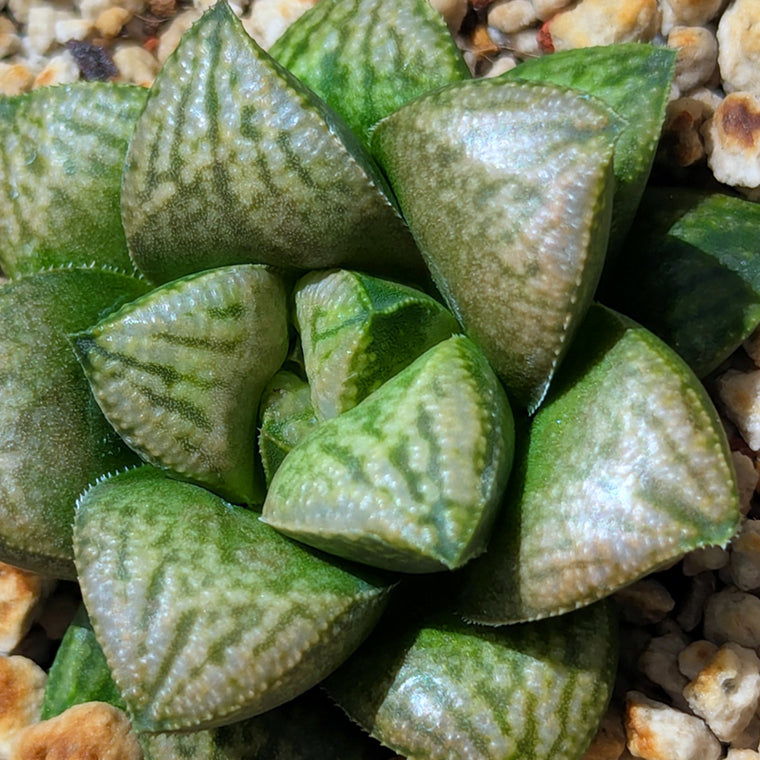 Haworthia PP639 hybrid series #55