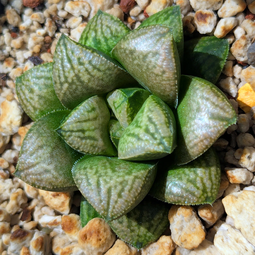 Haworthia PP639 hybrid series #55
