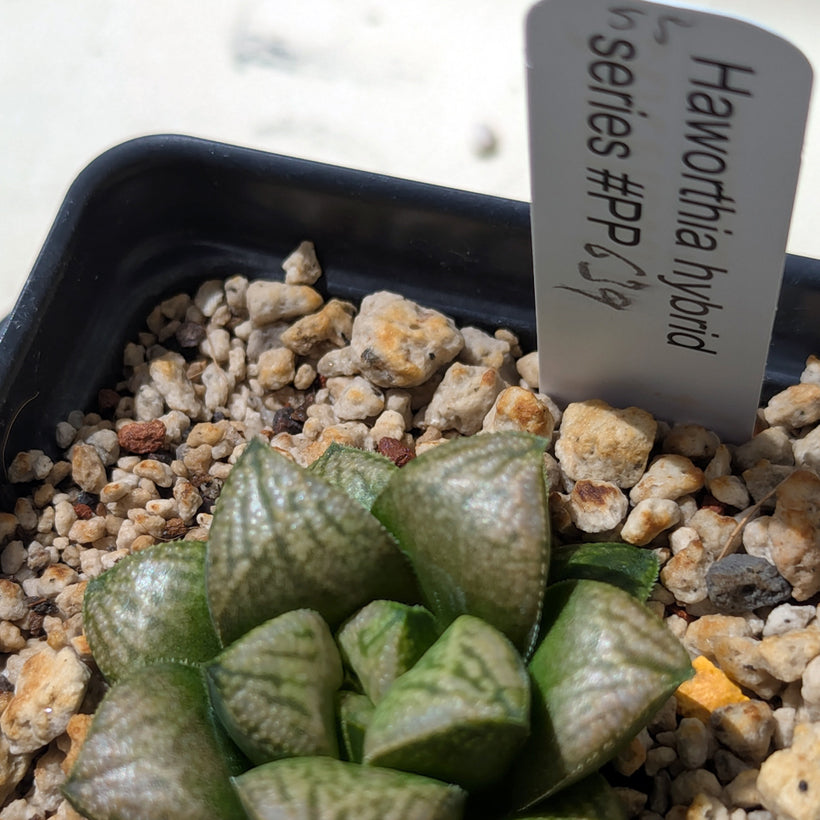 Haworthia PP639 hybrid series #55