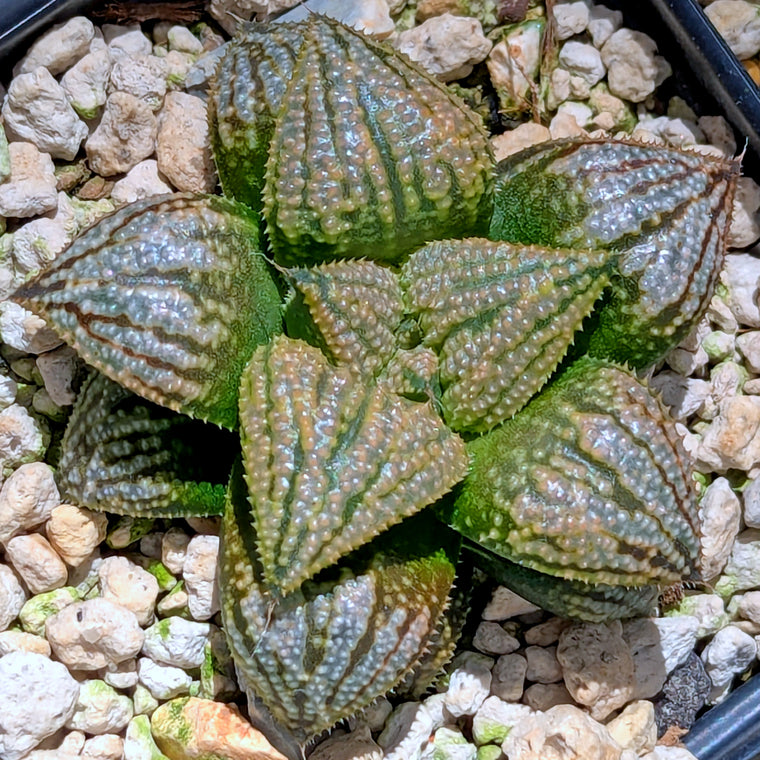 Haworthia 