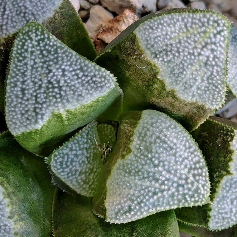 Haworthia groenewaldii back-cross hybrid series PP410  #57