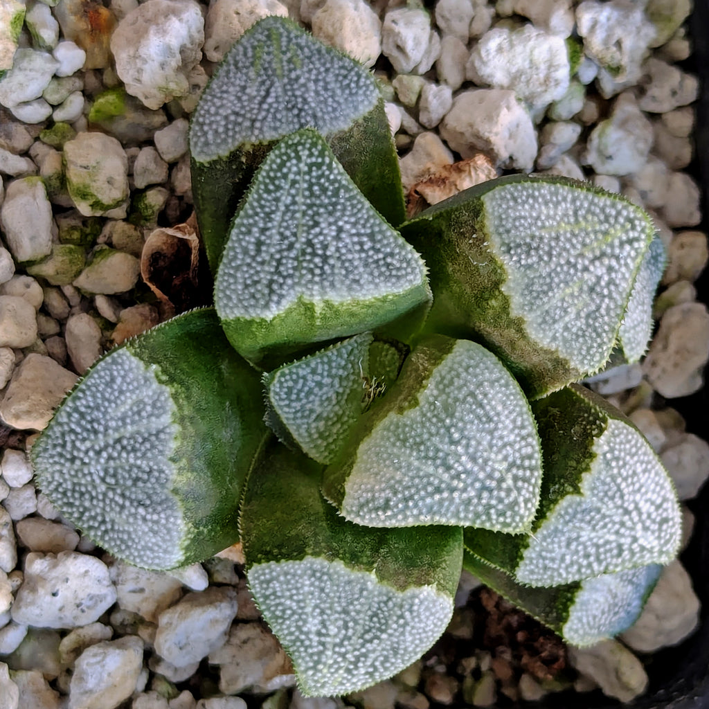 Haworthia groenewaldii back-cross hybrid series PP410  #57