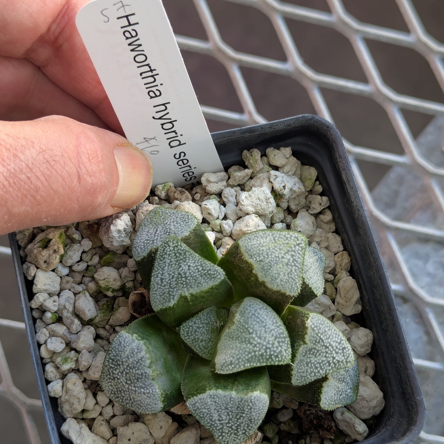 Haworthia groenewaldii back-cross hybrid series PP410  #57