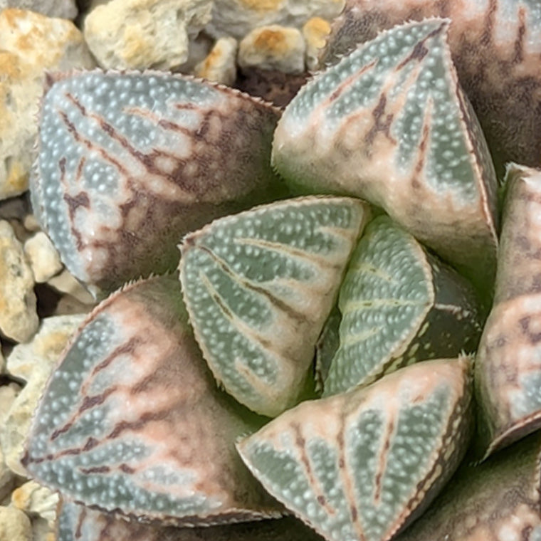 Haworthia  hybrid series PP583  #57