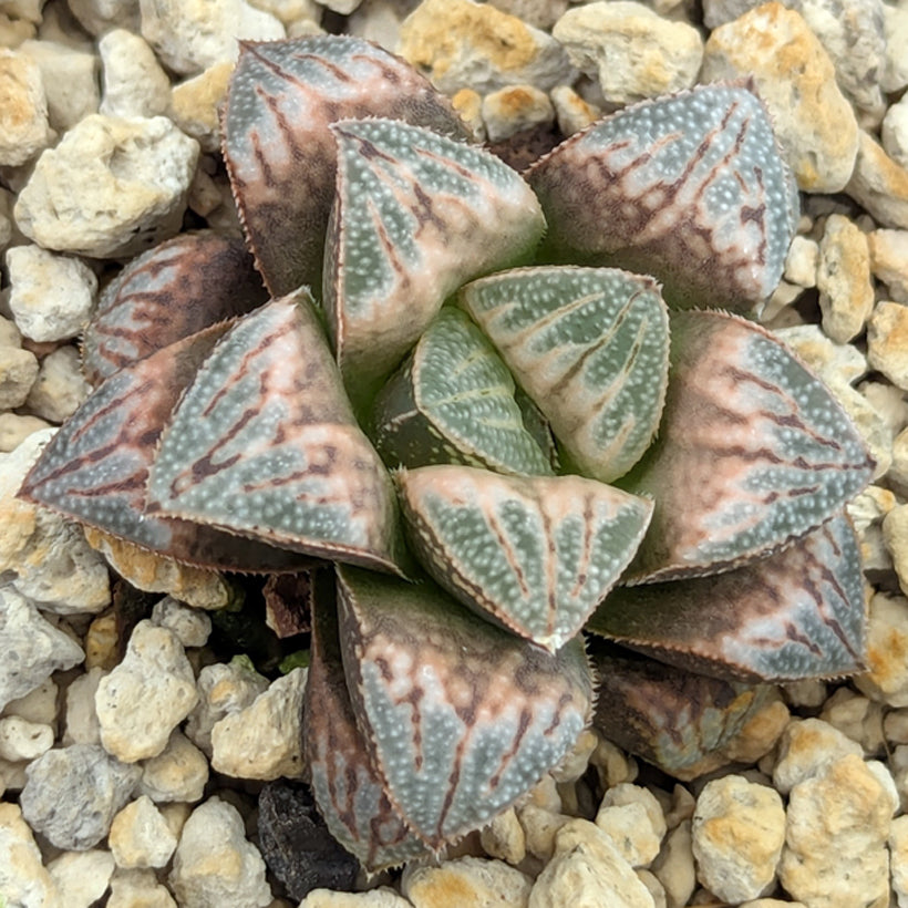Haworthia  hybrid series PP583  #57
