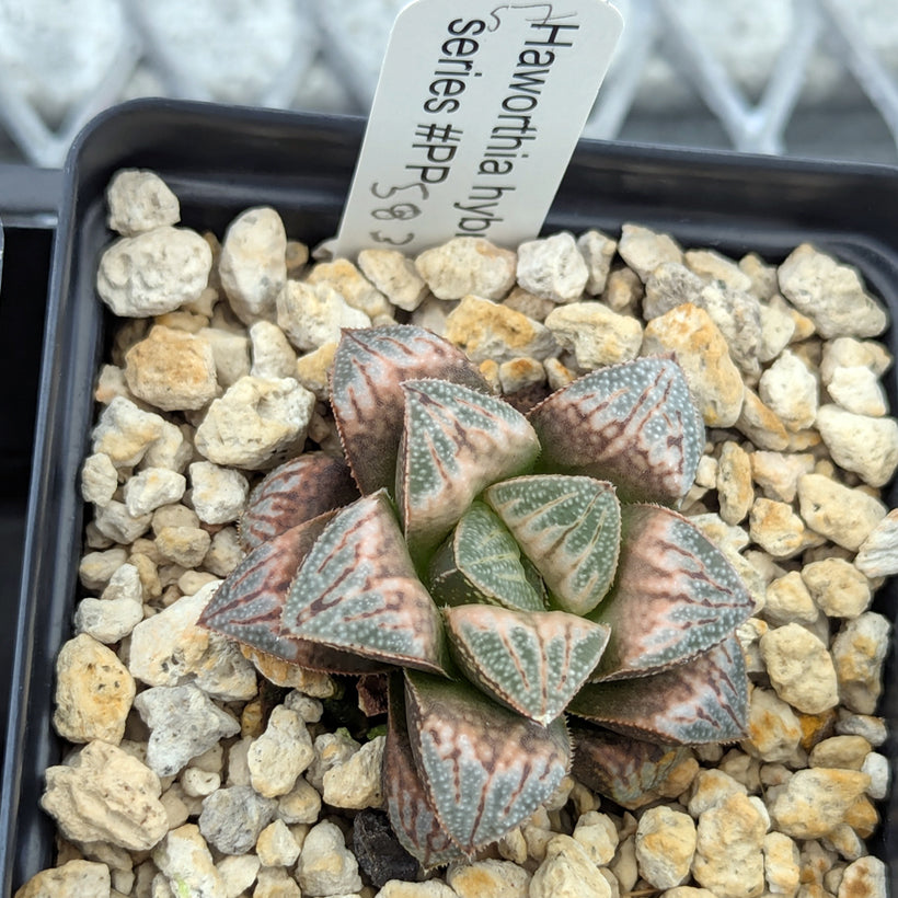 Haworthia  hybrid series PP583  #57