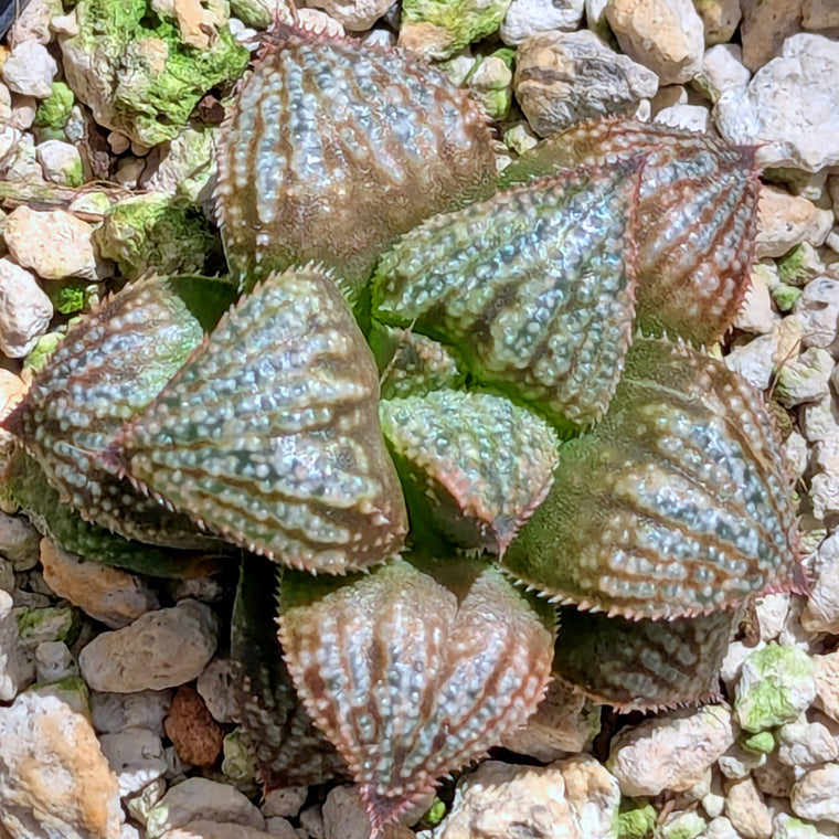 Haworthia 