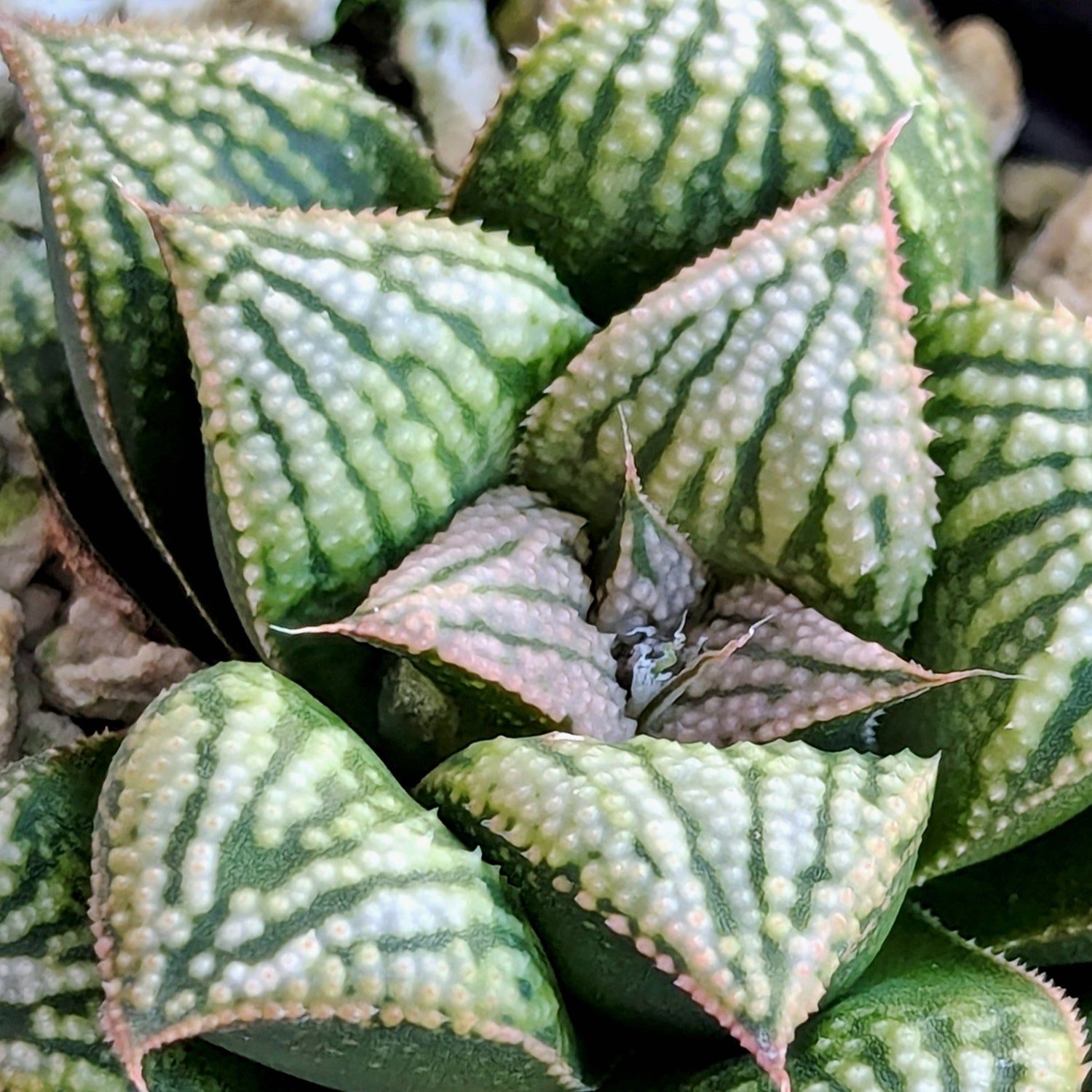 Haworthia PP613 hybrid series #59