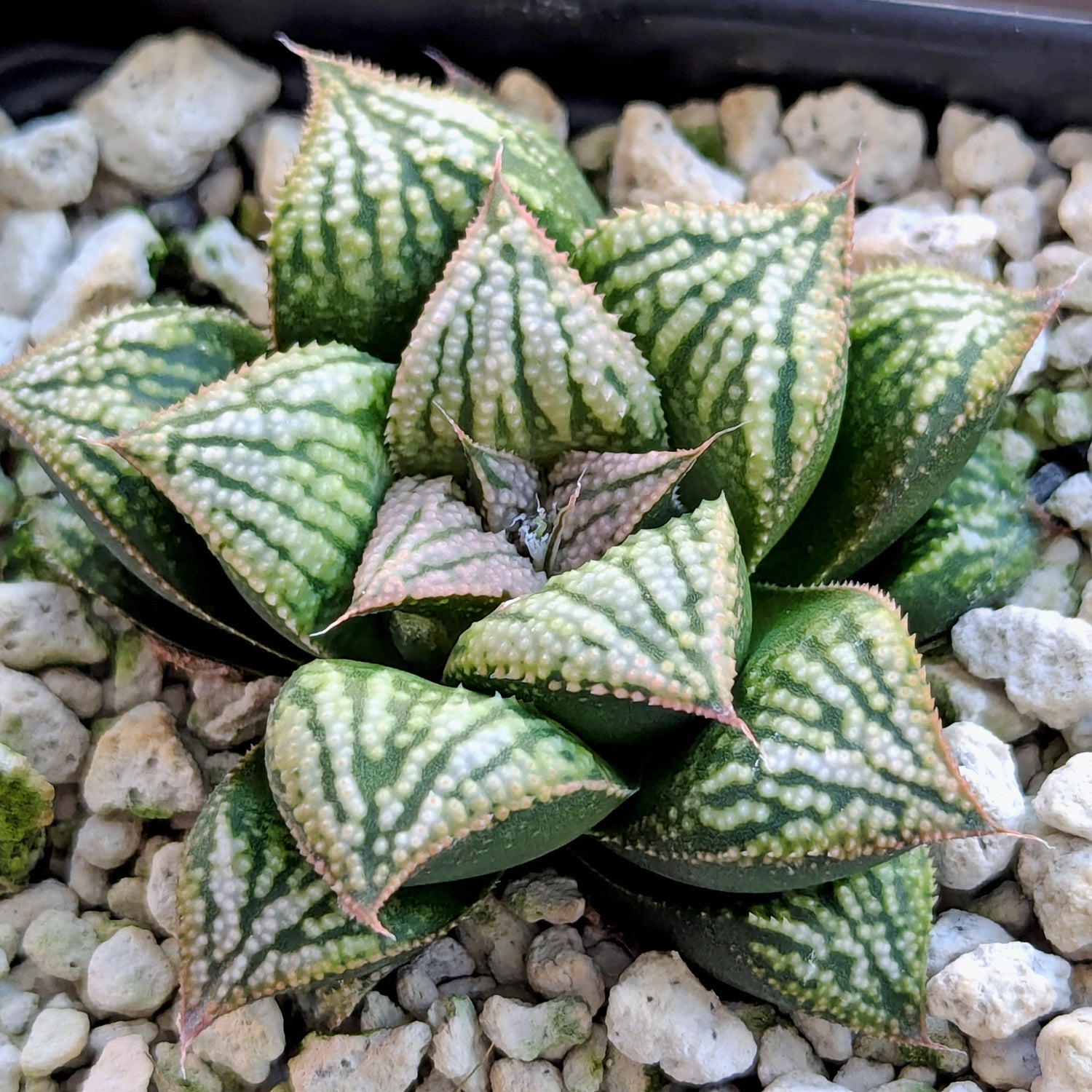 Haworthia PP613 hybrid series #59