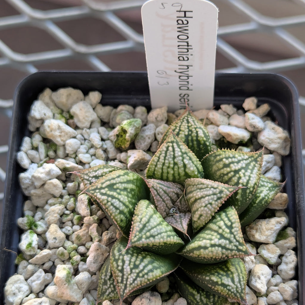 Haworthia PP613 hybrid series #59