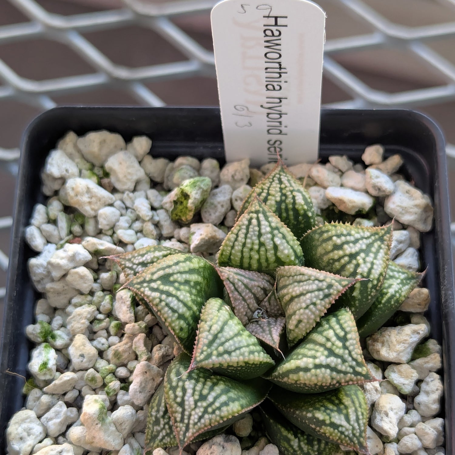 Haworthia PP613 hybrid series #59