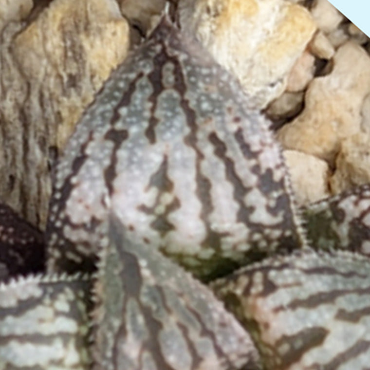 Haworthia  hybrid series PP584 #59